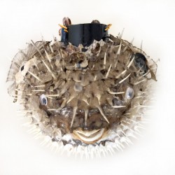 Dikenlı Balık Lamba 27 CM X 17 CM Dikenlı Balık Lamba 27 CM X 17 CM