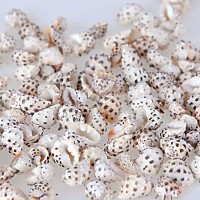 Drupa Stripe Kiloluk Deniz Kabuğu (1 KG) Drupa Stripe Kiloluk Deniz Kabuğu (1 KG)