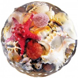 Fruit Of The Sea 35 CM Fruit Of The Sea 35 CM