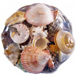 Fruit Of The Sea  20 CM Fruit Of The Sea  20 CM