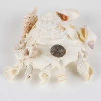 Kabuk Taşıyıcı Kabuk Taşıyıcı