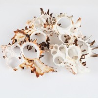 Kesik Murex Indıvıa Kiloluk Deniz Kabuğu (1 KG) Kesik Murex Indıvıa Kiloluk Deniz Kabuğu (1 KG)