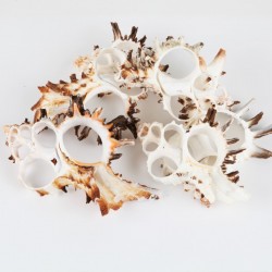 Kesik Murex Indıvıa Kiloluk Deniz Kabuğu (1 KG)