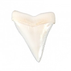 Köpekbalığı Dişi-Azı Köpekbalığı Dişi-Azı