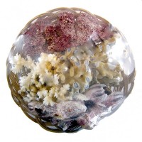 Mercan Sepeti  25 CM