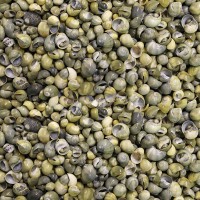 Mini Mongo Shell Kiloluk Deniz Kabuğu (1 KG) Mini Mongo Shell Kiloluk Deniz Kabuğu (1 KG)