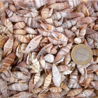 Mıtra Sanguısuga Small Kiloluk Deniz Kabuğu (1 KG) Mıtra Sanguısuga Small Kiloluk Deniz Kabuğu (1 KG)