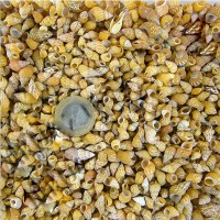 Pasio Pasio Kiloluk Deniz Kabuğu (1 KG)