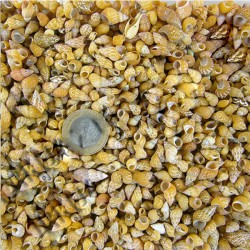 Pasio Pasio Kiloluk Deniz Kabuğu (1 KG) Pasio Pasio Kiloluk Deniz Kabuğu (1 KG)