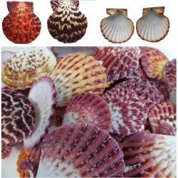 Pecten Phallıum Kiloluk Deniz Kabuğu (1 KG) Pecten Phallıum Kiloluk Deniz Kabuğu (1 KG)