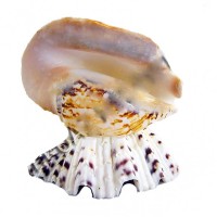 Strombus Latissimos Kabuk Lamba Strombus Latissimos Kabuk Lamba