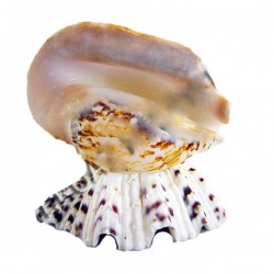 Strombus Latissimos Kabuk Lamba Strombus Latissimos Kabuk Lamba