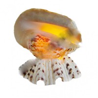 Strombus Latissimos Kabuk Lamba Strombus Latissimos Kabuk Lamba