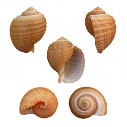 Tonna Cepa 9-10 CM Tonna Cepa 9-10 CM