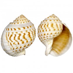 Tuna Tessellata  10-13 CM Tuna Tessellata  10-13 CM