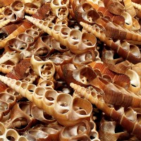 Turitella Kesik (1 KG) Turitella Kesik (1 KG)