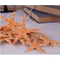 Deniz Yıldızı 4"-5" (50 Adet) Deniz Yıldızı 4"-5" (50 Adet)