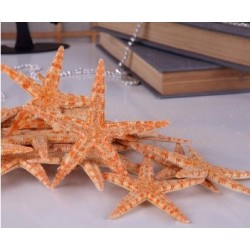 Deniz Yıldızı 4"-5" (50 Adet) Deniz Yıldızı 4"-5" (50 Adet)