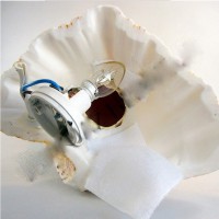 Chına Clam Lamba Chına Clam Lamba