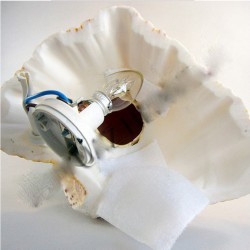 Murex Lamba Murex Lamba