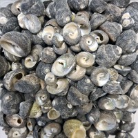 Moonshell Umbinium Kiloluk Deniz Kabuğu (1 KG) Moonshell Umbinium Kiloluk Deniz Kabuğu (1 KG)