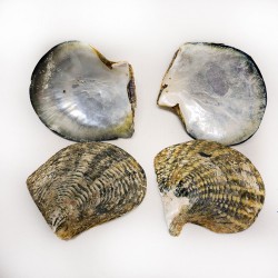 Naturel Blacklip Trim Kiloluk Deniz Kabuğu (1 KG) Naturel Blacklip Trim Kiloluk Deniz Kabuğu (1 KG)