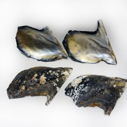 Naturel Brownlip Trim  Kiloluk Deniz Kabuğu (1 KG) Naturel Brownlip Trim  Kiloluk Deniz Kabuğu (1 KG)