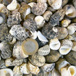 Sea Nerita Kiloluk Deniz Kabuğu (1 KG) Sea Nerita Kiloluk Deniz Kabuğu (1 KG)