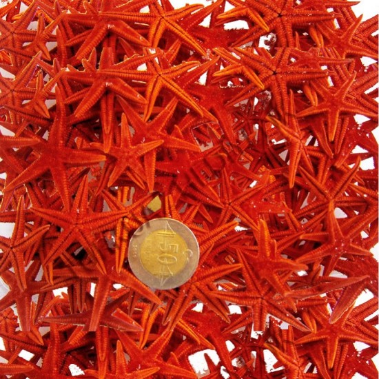 Naturel Deniz Yıldızı Minik Boy 1.5 Cm -3 Cm (100 Adet) Naturel Deniz Yıldızı Minik Boy 1.5 Cm -3 Cm (100 Adet)