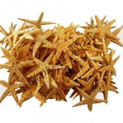 Deniz Yıldızı Natural 3 Cm - 4.5 Cm (100 Adet) Deniz Yıldızı Natural 3 Cm - 4.5 Cm (100 Adet)