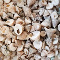 Astrea Undosa Naturel Mini Kiloluk Deniz Kabuğu (1 KG) Astrea Undosa Naturel Mini Kiloluk Deniz Kabuğu (1 KG)