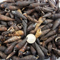 Black Terebra Kiloluk Deniz Kabuğu (1 KG) Black Terebra Kiloluk Deniz Kabuğu (1 KG)