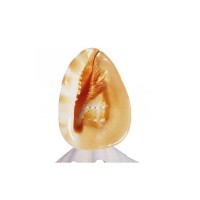 Cassis Lamba Cassis Lamba