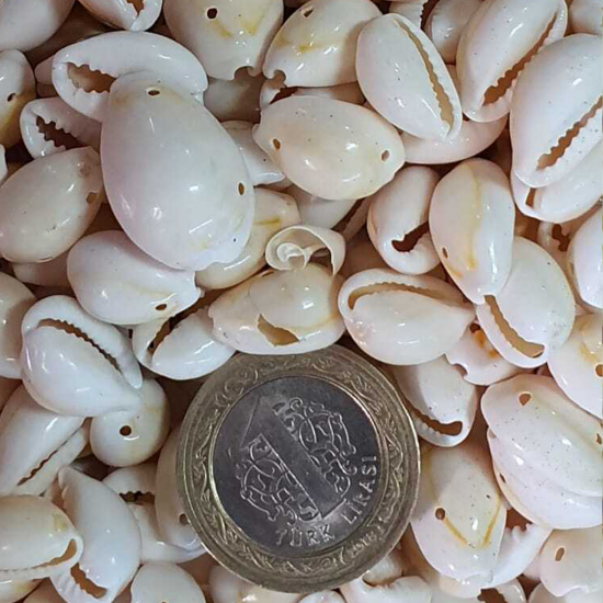 Cyprea Annulus Delikli Kavrulmuş Deniz Kabuğu 100 GR