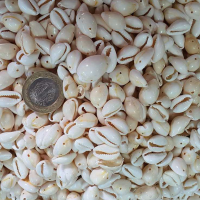 Cyprea Annulus Delikli Kavrulmuş Deniz Kabuğu 100 GR Cyprea Annulus Delikli Kavrulmuş Deniz Kabuğu 100 GR