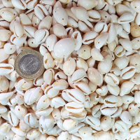 Cyprea Annulus Delikli Kavrulmuş Deniz Kabuğu 100 GR Cyprea Annulus Delikli Kavrulmuş Deniz Kabuğu 100 GR