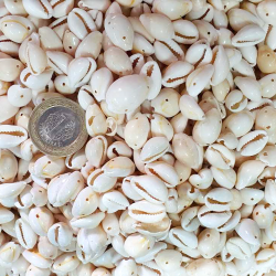 Cyprea Annulus Delikli Kavrulmuş Deniz Kabuğu 100 GR Cyprea Annulus Delikli Kavrulmuş Deniz Kabuğu 100 GR