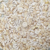 Cyprea Annulus Kesik  Kavrulmuş Deniz Kabuğu 100 GR Cyprea Annulus Kesik  Kavrulmuş Deniz Kabuğu 100 GR