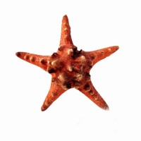 Deniz Yıldızı-Ph 5"-7" / 2 Renk