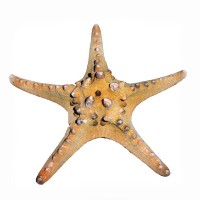 Deniz Yıldızı-Ph 5"-7" / 2 Renk