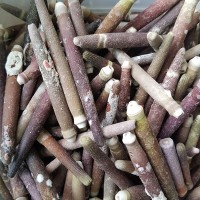 Kiloluk Deniz Kabuğu Kestane Dikeni (1 KG) Kiloluk Deniz Kabuğu Kestane Dikeni (1 KG)