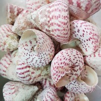 Troca Strawberry Kiloluk Deniz Kabuğu (1 KG) Troca Strawberry Kiloluk Deniz Kabuğu (1 KG)