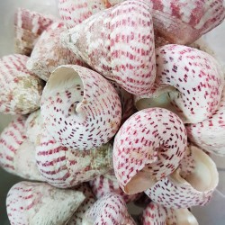 Troca Strawberry Kiloluk Deniz Kabuğu (1 KG) Troca Strawberry Kiloluk Deniz Kabuğu (1 KG)