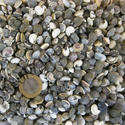 Umbinium Kiloluk Deniz Kabuğu (1 KG) Umbinium Kiloluk Deniz Kabuğu (1 KG)