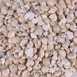 Umbinium Beyaz Kiloluk Deniz Kabuğu (1 KG) Umbinium Beyaz Kiloluk Deniz Kabuğu (1 KG)