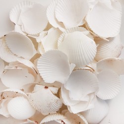 Ecten Peyra White Kiloluk Deniz Kabuğu (1 KG)