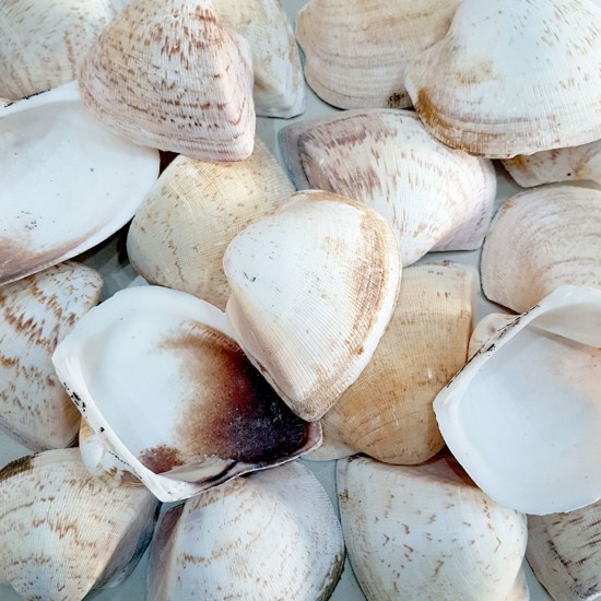 Giant Shells Brown Kiloluk Deniz Kabuğu (1 KG)