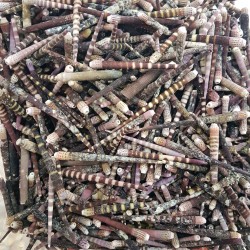 Kestane Dikeni Tiger İnce Kiloluk Deniz Kabuğu (1 KG) Kestane Dikeni Tiger İnce Kiloluk Deniz Kabuğu (1 KG)