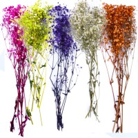 Kuru Çiçek Doğal Kurutulmuş Çiçek Doğal Cipso 40 CM 20 GR