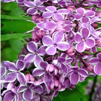 Sabun Esansı Leylak Kokulu 15 Cc